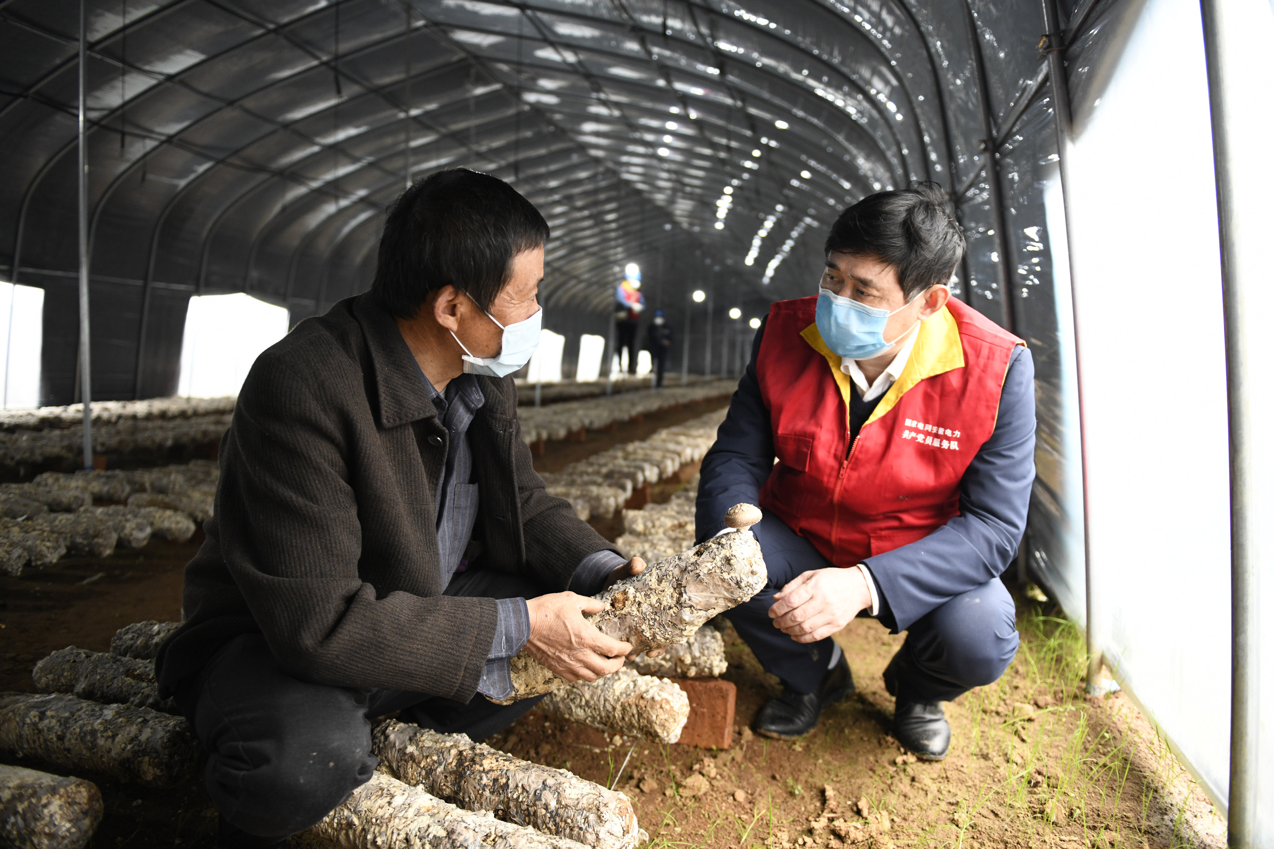 3月12日，在安徽省銅陵市郊區(qū)陳瑤湖鎮(zhèn)蝦溪村蘑菇種植扶貧大棚，駐村扶貧工作隊(duì)隊(duì)長(zhǎng)楊曙光正在了解蘑菇長(zhǎng)勢(shì)。 (4).JPG